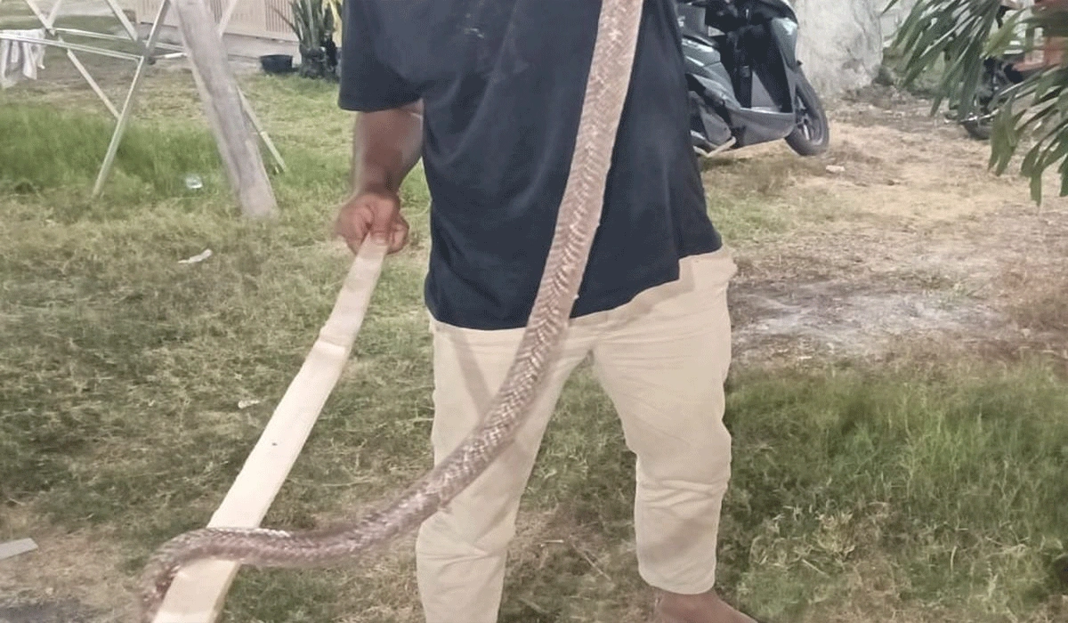 Heboh! Ular Kobra 2 Meter Muncul di Pemukiman Situbondo